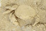 Fossil Crab (Potamon) Preserved in Travertine - Turkey #230623-1